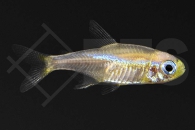 030099_Paracheirodon-innesi_Neonsalmler-gold_01
