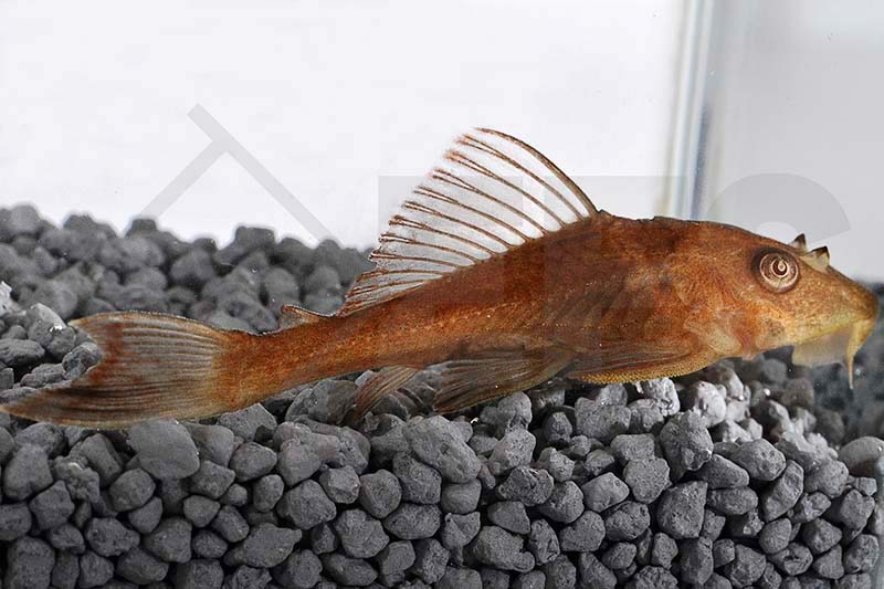 Hypostomus Plecostomus Efs Partner Des Zoofachhandels