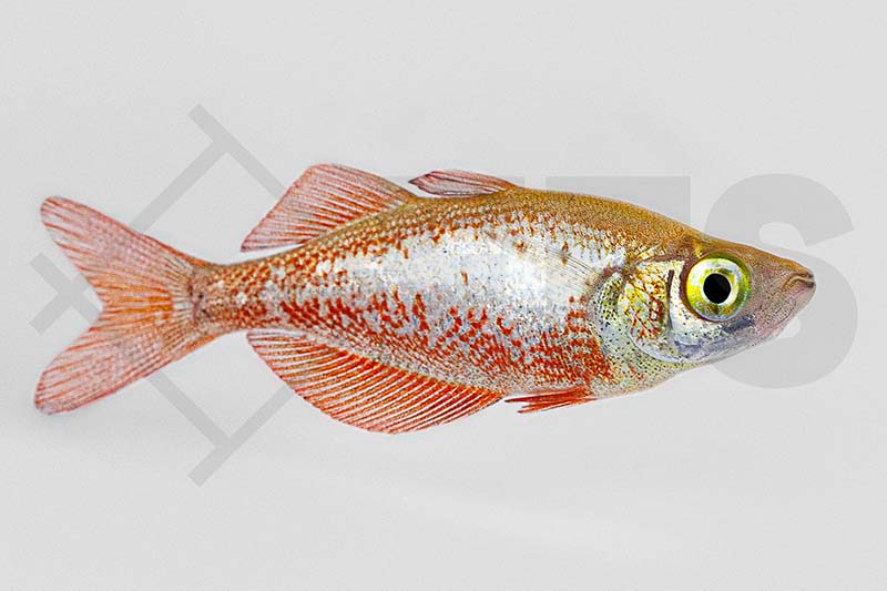 150058_Glossolepis-incisus_Lachsroter-Regenbogenfisch_01