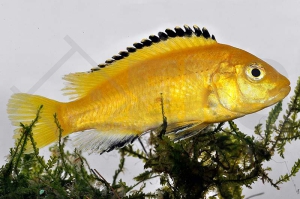010066_Labidochromis-caeruleus_Gelber-Labidochromis-Yellow_01