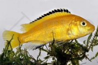 010066_Labidochromis-caeruleus_Gelber-Labidochromis-Yellow_01