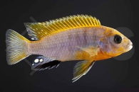 010110_Labidochromis-hongi_Blauer-Labidochromis-Red-Top_01