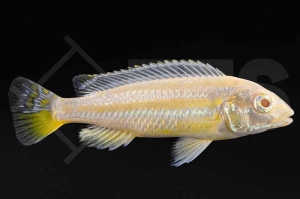 010416_Melanochromis-auratus_Tuerkisgoldbarsch-albino_01
