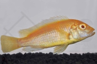 010504_Labidochromis-caeruleus_Gelber-Labidochromis-Yellow--albino_01