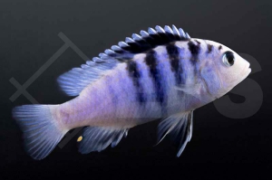 010672_Labidochromis-chisumulae_Ice-Blue-Labidochromis-Buntbarsch_01