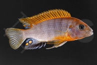 010718_Labidochromis-hongi_Roter-Hongi-Labidochromis-Red-Top-Sweden_01