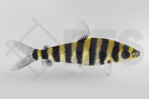 030096_Leporinus-fasciatus_Gebaenderter-Leporinus_01