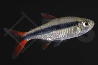 030101_Thayeria_sp_Rio-Teles-Pires_01