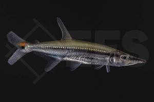 030103_Acestrorhynchus-nasutus_Barrakuda-Salmler_01