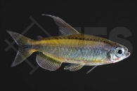 030104_Phenacogrammus-aurantiacus_Goldener-Kongosalmler_02