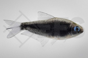 030105_Nematobrycon-palmeri_Kaisertetra-schwarz_01