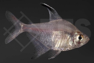 030107_Hyphessobrycon-robertsi_Sichelsalmler_01