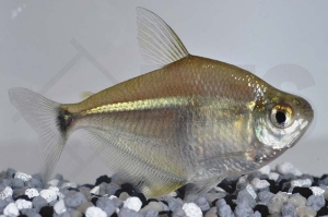 030108_Poptella-paraguayensis_Diskussalmler_01