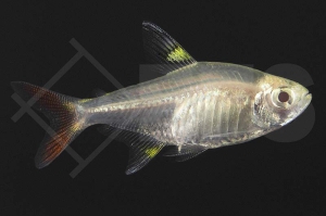 030128_Pristella-maxillaris_Sternflecksalmler-gold_01