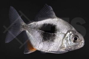 030129_Myleus-blackberry_Scheibensalmler_Blackberry_01