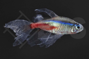 030132_Paracheirodon-innesi_Schleier-Neonsalmler_01