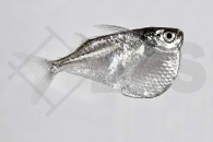 030134_Thoracocharax-securis_Platinbeilbauch_01