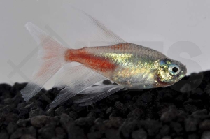 030135_Paracheirodon-innesi_Schleier-Neonsalmler-gold-diamant_01