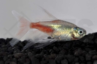 030135_Paracheirodon-innesi_Schleier-Neonsalmler-gold-diamant_01
