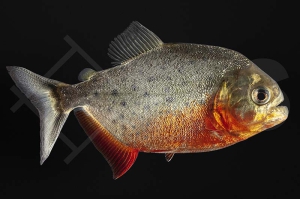 030138_Serrasalmus-nattereri_Roter-Piranha_01