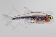 030139_Tucanoichthys-tucano_Tucanosalmler_01