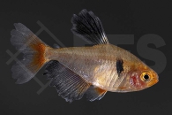 030142_Hyphessobrycon-eques_Blutsalmler_Schleier_01