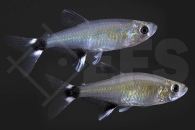 030144_Aphyocharax-paraguayensis_Augenflecksalmler_02