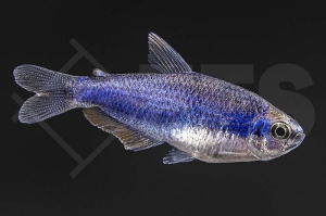 030155_Inpaichthys-kerri_Koenigssalmler-super-blue_01