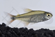 030156_Creagrutus-beni_Goldbandsalmler_01