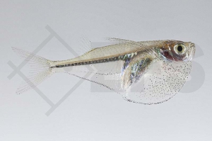 030168_Carnegiella-meyersi_Glasbeilbauch_01