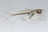 030168_Carnegiella-meyersi_Glasbeilbauch_01