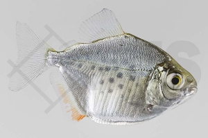 030194_Metynnis-lippincottianus_Gefleckter-Scheibensalmler_01