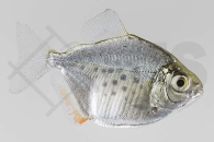 030194_Metynnis-lippincottianus_Gefleckter-Scheibensalmler_01