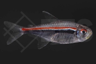 030209_Hyphessobrycon-amapaensis_Amapa-Gluehlichtsalmler_01