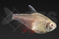 030213_Hyphessobrycon-flammeus_Roter-von-Rio-orange-albino-whitefin_01