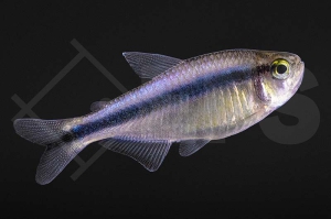 030214_Hyphessobrycon-Melanostichos_Blauer-Tapajos-salmler_01