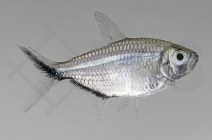 030218_Moenkhausia-costae_Schwarzliniensalmler_01