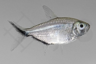 030218_Moenkhausia-costae_Schwarzliniensalmler_01