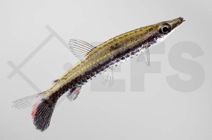 030223_Nannostomus-eques_Spitzmaulziersalmler_01