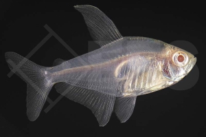 030224_Megalomphodus-sweglesi_Roter-Phantomsalmler-albino_01