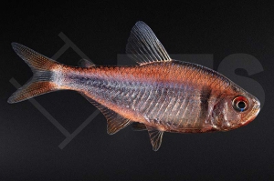 030226_Hyphessobrycon-Wadai_Brombeersalmler_01