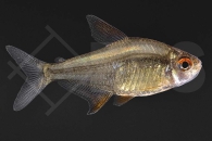 030227_Hyphessobrycon-pulchripinnis_Zitronensalmler-Orange-Bolivia_01