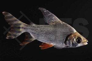 030229_Semaprochilodus-taeniurus_Nachtsalmler_02
