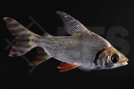 030229_Semaprochilodus-taeniurus_Nachtsalmler_02