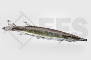 030331_Boulengerella-lateristriga_Gestreifter-Hechtsalmler_01