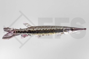 030332_Boulengerella-maculata_Gefleckter-Hechtsalmler_01