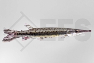 030332_Boulengerella-maculata_Gefleckter-Hechtsalmler_01