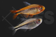 030337_Hyphessobrycon-myrmex_01