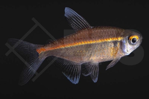 030338_Hemigrammus-coeruleus_roter-Chamaeleonsalmler_01