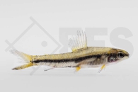 030339_Characidium-fasciatum_Gebaenderter-Bodensalmler_01